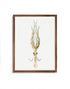 mocha wood framed vintage squid print wall art